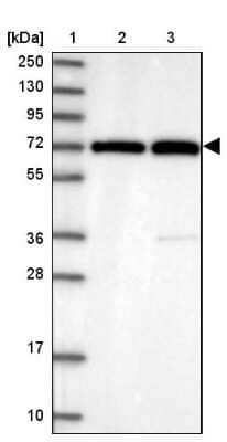 Western Blot: RanBP3 Antibody [NBP1-92315]