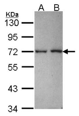 Western Blot: RanBP3 Antibody [NBP2-20066]