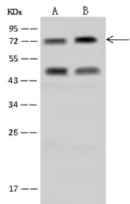 Western Blot: RanBP3 Antibody [NBP2-97450]