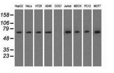 Western Blot: RanGAP1 Antibody (OTI1B4)Azide and BSA Free [NBP2-73797]
