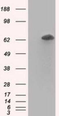 Western Blot: RanGAP1 Antibody (OTI1B4)Azide and BSA Free [NBP2-73797]