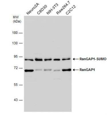 Western Blot: RanGAP1 Antibody [NBP2-20068]