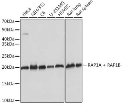 Western Blot: Rap1A/B Antibody (6C7G0) [NBP3-16868]