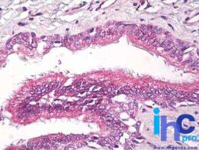 Immunohistochemistry-Paraffin: Rap2A Antibody - BSA Free [NBP2-24574]