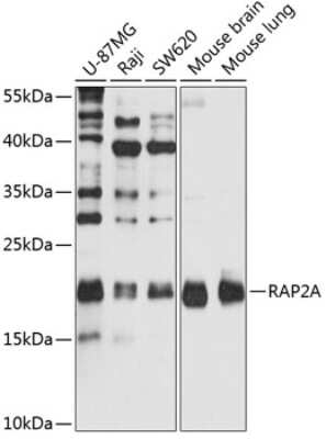 Western Blot: Rap2A AntibodyBSA Free [NBP2-93956]