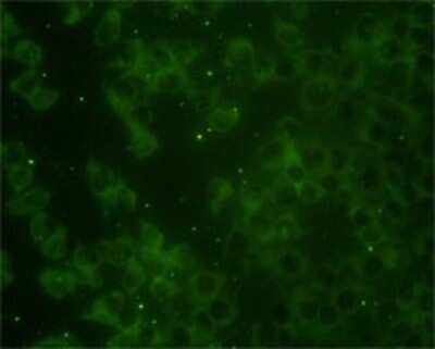 Immunocytochemistry/ Immunofluorescence: Rap2B Antibody (4F12-3C6) [H00005912-M01]