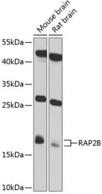 Western Blot: Rap2B AntibodyBSA Free [NBP2-94874]