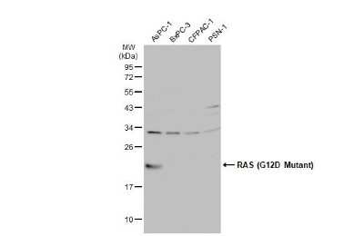 Western Blot: Ras AntibodyG12D Mutant [NBP3-13102]