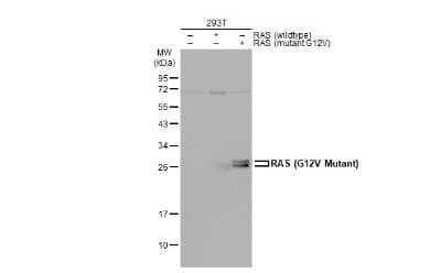 Western Blot: Ras AntibodyG12V Mutant [NBP3-13132]