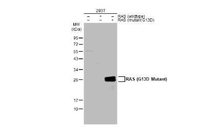 Western Blot: Ras AntibodyG13D Mutant [NBP3-13103]