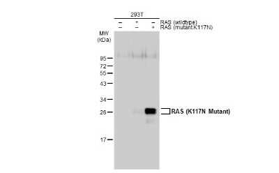 Western Blot: Ras AntibodyK117N Mutant [NBP3-13104]