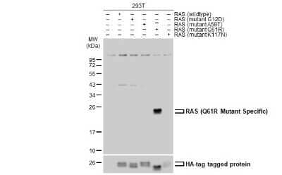 Western Blot: Ras AntibodyQ61R Mutant [NBP3-13101]