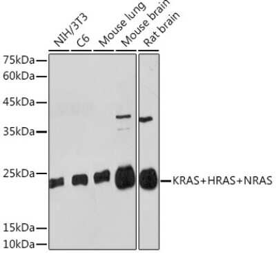 Western Blot: Ras Antibody (6J9I4) [NBP3-15909]