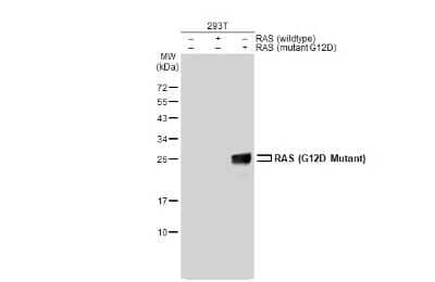 Western Blot: Ras Antibody (HL10)G12D Mutant [NBP3-13647]