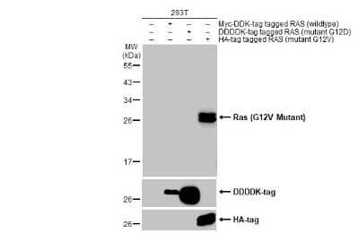 Western Blot: Ras Antibody (HL169)G12V Mutant [NBP3-13668]