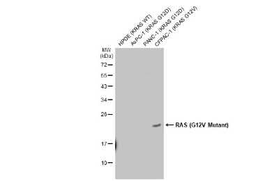 Western Blot: Ras Antibody (HL169)G12V Mutant [NBP3-13668]