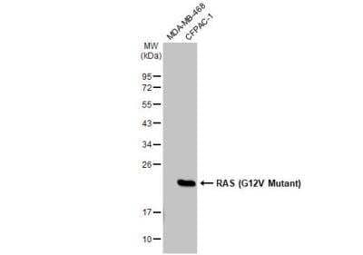 Western Blot: Ras Antibody (HL169)G12V Mutant [NBP3-13668]