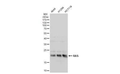 Western Blot: Ras Antibody [NBP2-43784]