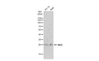 Western Blot: Ras Antibody [NBP2-43784]