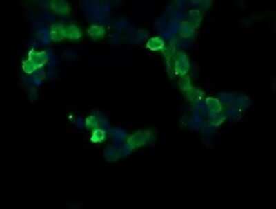 Immunofluorescence: Ras-GAP Antibody (OTI1H2) [NBP2-45518]