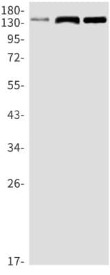 Western Blot: Ras-GAP Antibody (S01-1D7) [NBP3-20000]