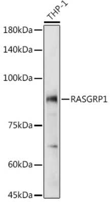 Western Blot: Rasgrp1 AntibodyBSA Free [NBP2-94157]