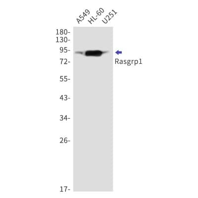 Western Blot: Rasgrp1 Antibody (S02-2G4) [NBP3-19819]