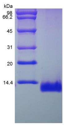 SDS-PAGE: Recombinant Rat CCL11/Eotaxin Protein [NBP2-35294]