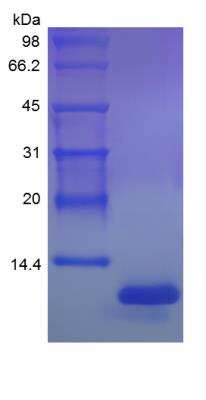 SDS-PAGE: Recombinant Rat CX3CL1/Fractalkine Protein [NBP2-35198]