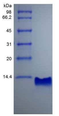 SDS-PAGE: Recombinant Rat CXCL10/IP-10/CRG-2 Protein [NBP2-35259]