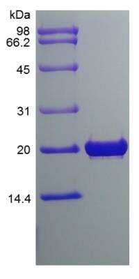 SDS-PAGE: Recombinant Rat FGF18 Protein [NBP2-35296]