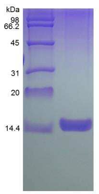 SDS-PAGE: Recombinant Rat GM-CSF Protein [NBP2-35206]