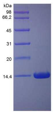 SDS-PAGE: Recombinant Rat IFN-gamma Protein [NBP2-35218]