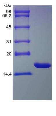 SDS-PAGE: Recombinant Rat IL-1 alpha/IL-1F1 Protein [NBP2-35227]