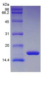 SDS-PAGE: Recombinant Rat IL-1 beta/IL-1F2 Protein [NBP2-35229]