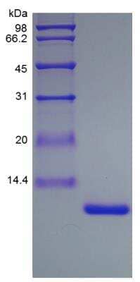 SDS-PAGE: Recombinant Rat IL-13 Protein [NBP2-35221]