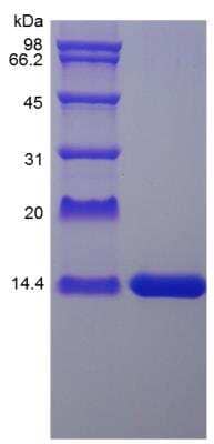 SDS-PAGE: Recombinant Rat IL-2 Protein [NBP2-35230]