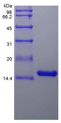 SDS-PAGE: Recombinant Rat IL-22 Protein [NBP2-35247]