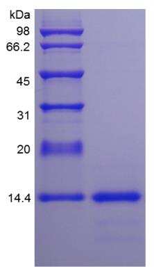 SDS-PAGE: Recombinant Rat IL-4 Protein [NBP2-35252]