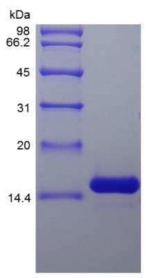 SDS-PAGE: Recombinant Rat IL-7 Protein [NBP2-35255]