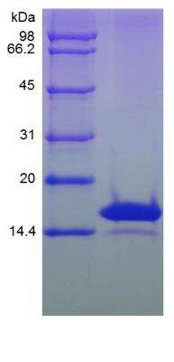 SDS-PAGE: Recombinant Rat IL-3 Protein [NBP2-35249]