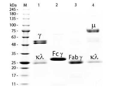 SDS-PAGE: Rat IgG Fc Isotype Control [HRP] [NBP1-97287]