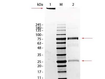 SDS-PAGE: Rat IgM Isotype Control [NBP1-96776]