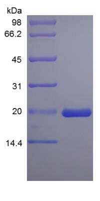 SDS-PAGE: Recombinant Rat LIF Protein [NBP2-35263]