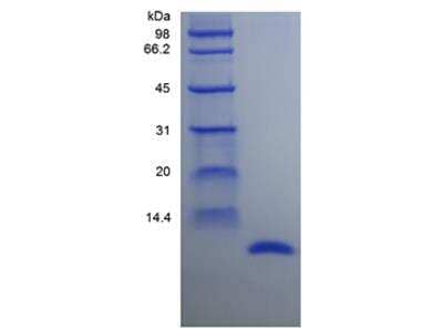 SDS-PAGE: Recombinant Rat MIF Protein [NBP2-35276]