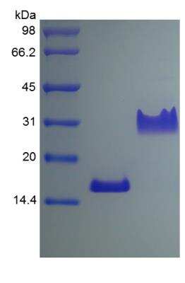 SDS-PAGE: Recombinant Rat PDGF-AA Protein [NBP2-35281]