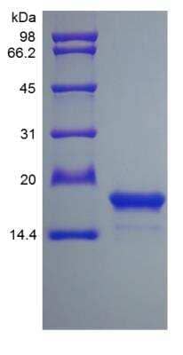 SDS-PAGE: Recombinant Rat SCF/c-kit Ligand Protein [NBP2-35288]