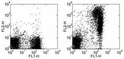 Flow Cytometry: Rat anti-Mouse IgM Heavy Chain Secondary Antibody (eB121-15F9) [NBP1-43282]