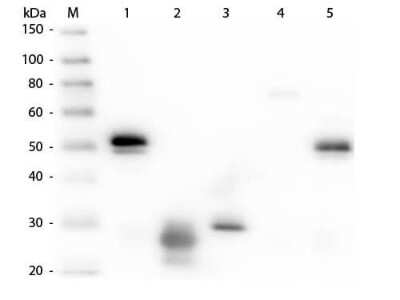 Western Blot: Rat anti-Rabbit IgG (H+L) Secondary Antibody (Pre-adsorbed) [NBP1-72765]
