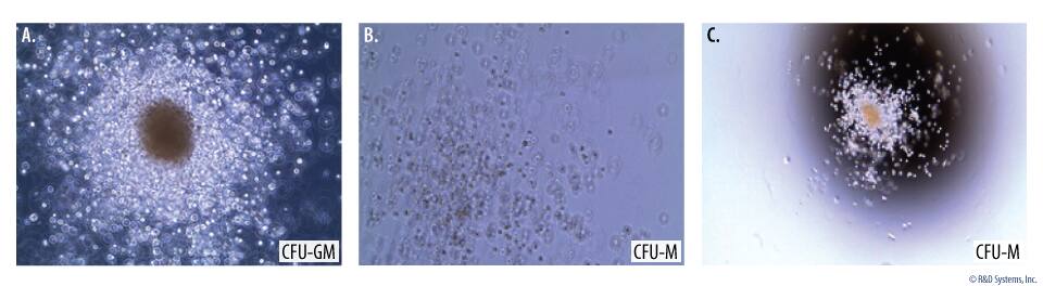 Rat Hematopoietic Colony Formation Using the Methylcellulose-based Colony Forming Cell Assay.